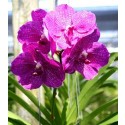 Vanda Orchids Plants VMB1268