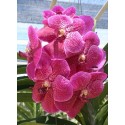 Vanda Orchids Plants VMB1269
