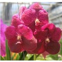 Vanda Orchids Plants VMB1270