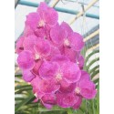 Vanda Orchids Plants VMB1272