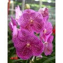 Vanda Orchids Plants VMB1273
