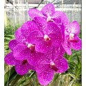 Vanda Orchids Plants VMB1274