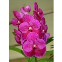 Vanda Orchids Plants VMB1283