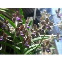 Vanda Orchids Plants VMB1286
