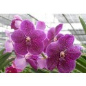 Vanda Orchids Plants VMB1287