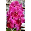 Vanda Orchids Plants VMB1288