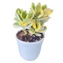 Variegated Jade Succulent Plants