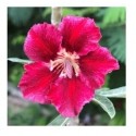 Velvet Beauty Adeniums Obesum Plants