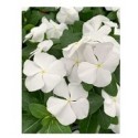 Vinca White Flowering Plants