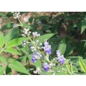 Vitex Negundo Live Indian Garden Plants