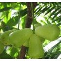 Water Apple Live Indian Garden Plants