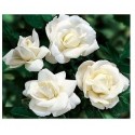 White Miniature Button Rose Flowering Plants