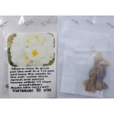 White Plumeria Frangipani Kathalichapa Seeds