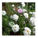 White Portulaca Succulent Plants