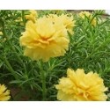 Yellow Portulaca Succulent Plants