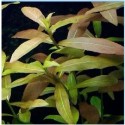 Hygrophila Polysperma