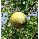 Aegle Marmelos Live Indian Garden Plants