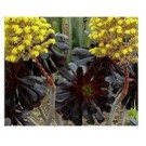 Aeonium Arboreum Succulent Plants