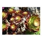 Aeonium Cyclops Succulent Plants