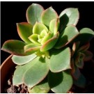 Aeonium Decorum Tricolor Succulent Plants