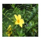 Allamanda Cathartica Flowering Plants