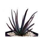 Aloe Black Beauty Succulent Plants