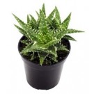 Aloe Juvenna Succulent Plants 