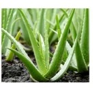 Aloe Vera Succulent Plants 