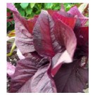 Amaranth Red Leaf Seeds