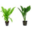 Amazon Sword Plants