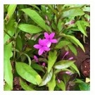 Pseuderanthemum Laxiflorum Flowering Plants