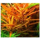 Ammannia Gracilis