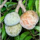 Annona Reticulata Live Indian Garden Plants