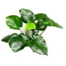 Anubias Broadleaf