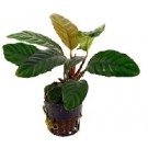 Anubias Coffefolia