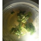 Anubias Snowflake
