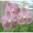 Ascocenda Orchid Plants AMB1050