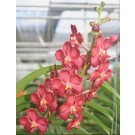 Ascocenda Orchid Plants AMB1052