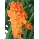 Ascocenda Orchid Plants AMB1055