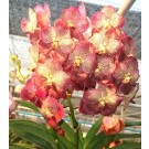 Ascocenda Orchid Plants AMB1061