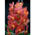 Ascocenda Orchid Plants AMB1062