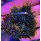 Assorted Green Macroalgae GR2
