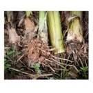 Banana Live Plant Bulbs
