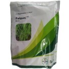 BAYER Seminis FALGUNI Beans Hybrid Seed