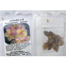 Bi Colour Plumeria Frangipani Kathalichapa Seeds