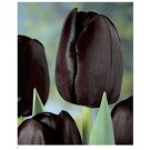 Black Tulip Flower Bulbs