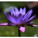 BlueTropical Water Lily Live Plants
