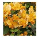 Bougainvillea Golden Flowering Plants