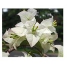 Bougainvillea White Flowering Plants