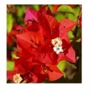 Bougainvillea Red Flowering Plants